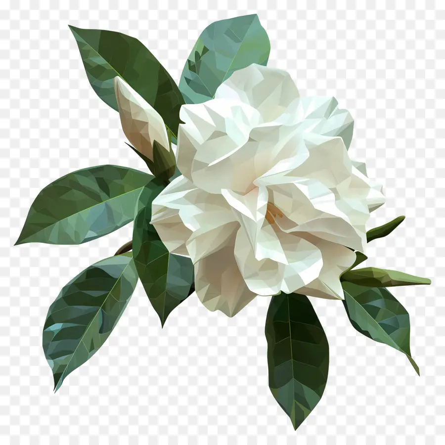 Numérique Fleur，Fleur Blanche PNG