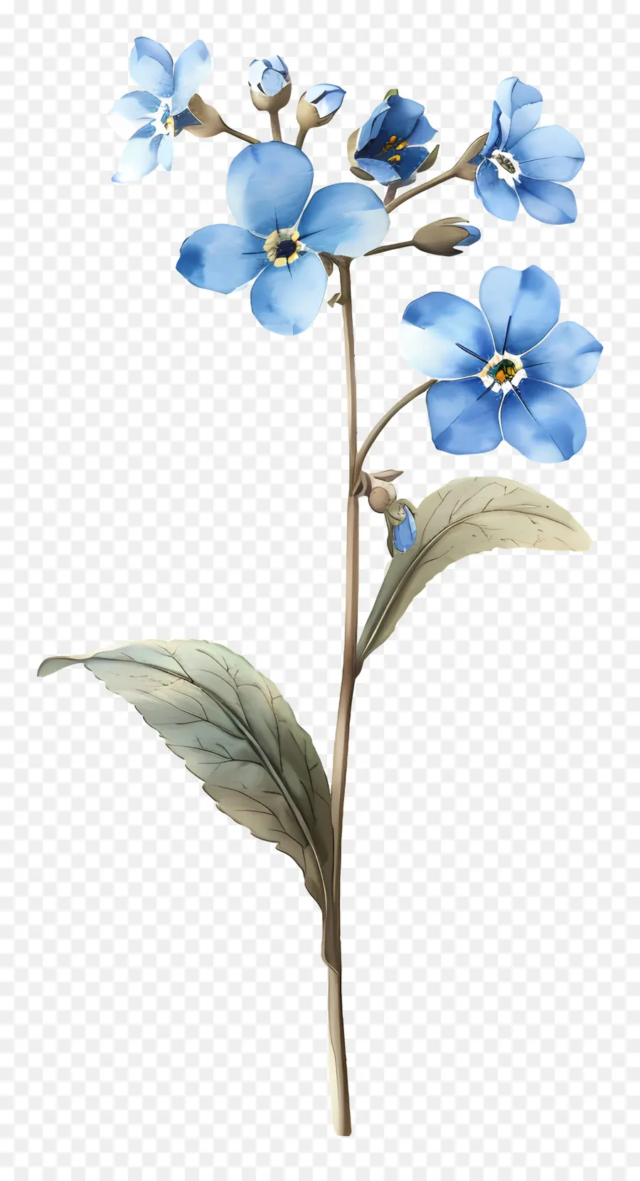 Forgetmenot，Ne M'oubliez Pas PNG