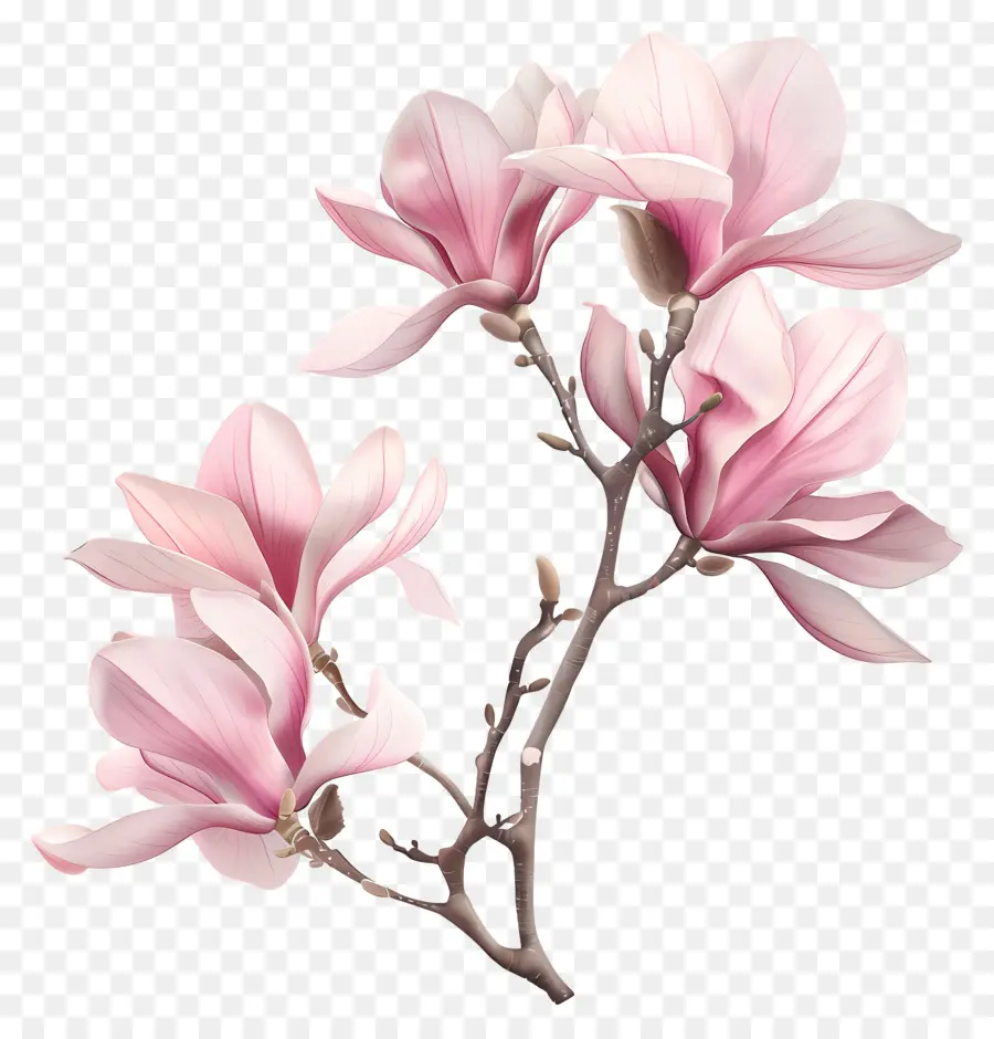 Magnolia Rose，Fleurs De Magnolia PNG