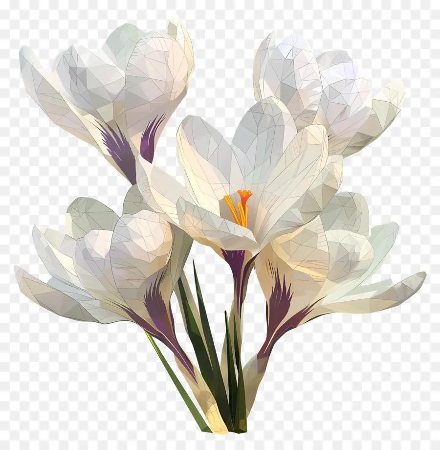 Numérique Fleur，Crocus Blancs PNG