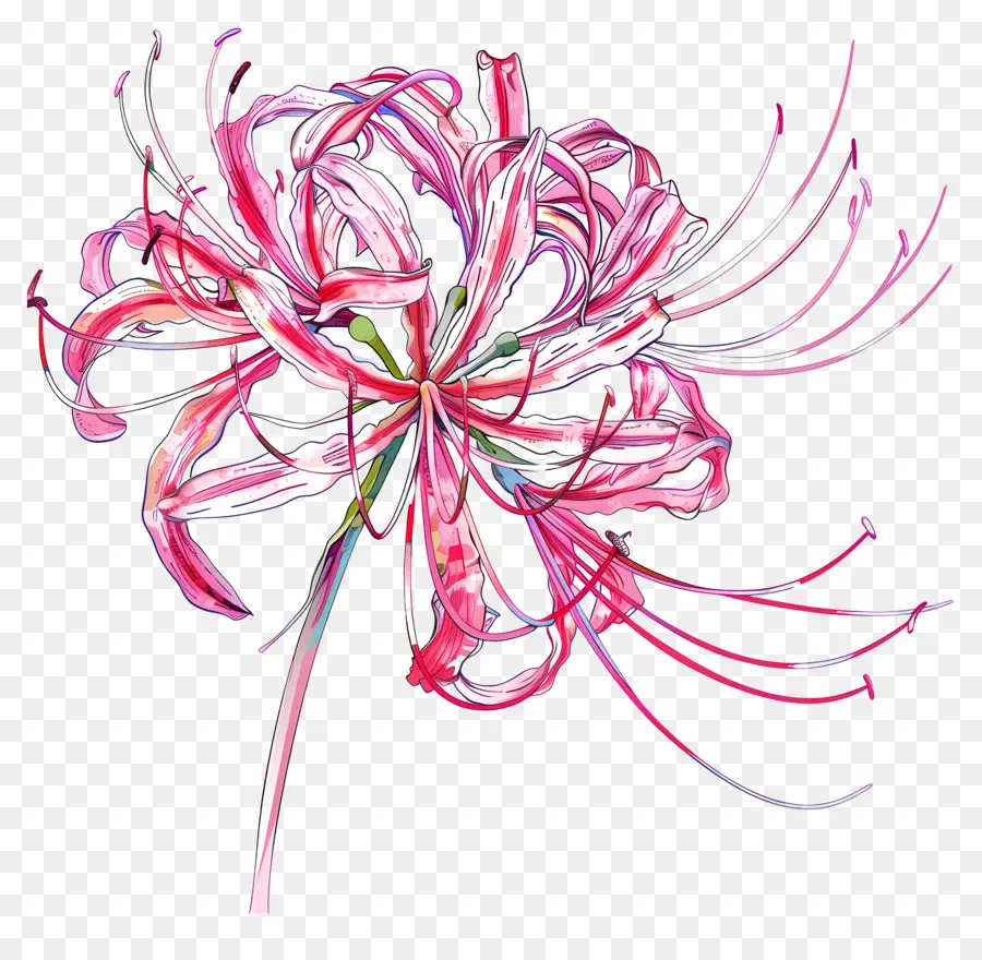 Lily Spider，Fleur De Lilas Rose PNG