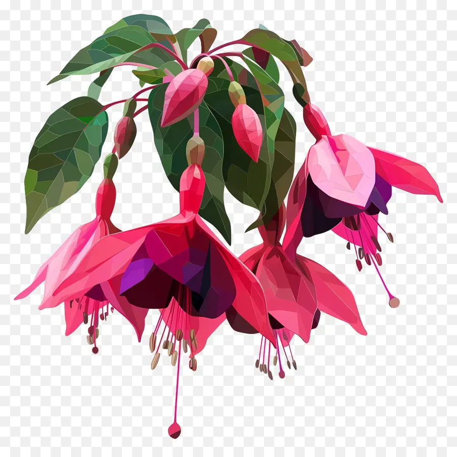 Numérique Fleur，Fuchsia Fleur PNG