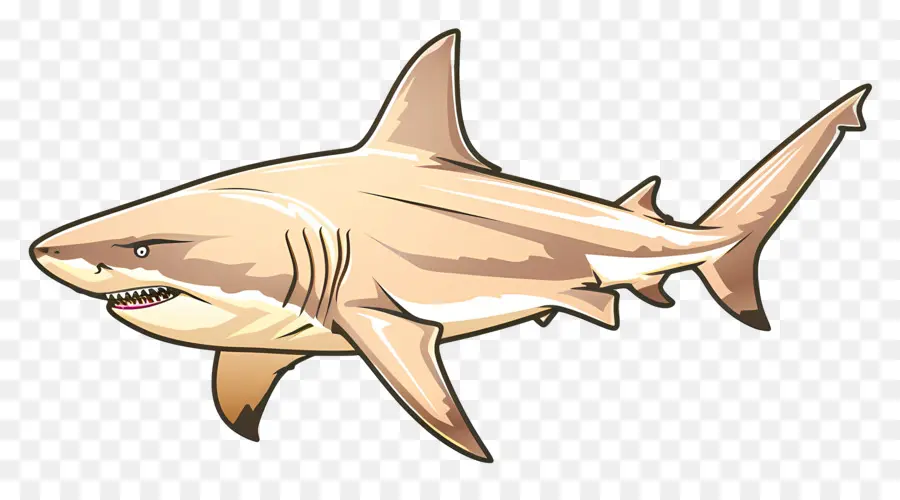 Requin Taureau，Dessin Animé Requin PNG