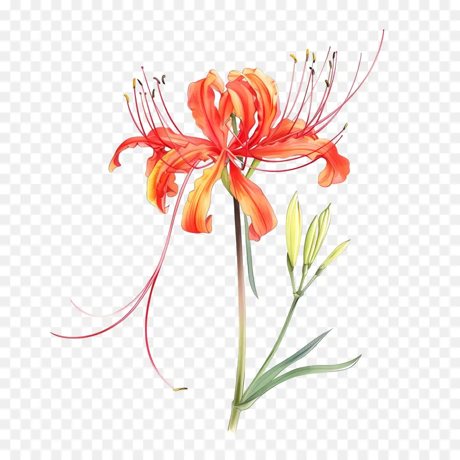 Lily Spider，Peinture à L'aquarelle PNG