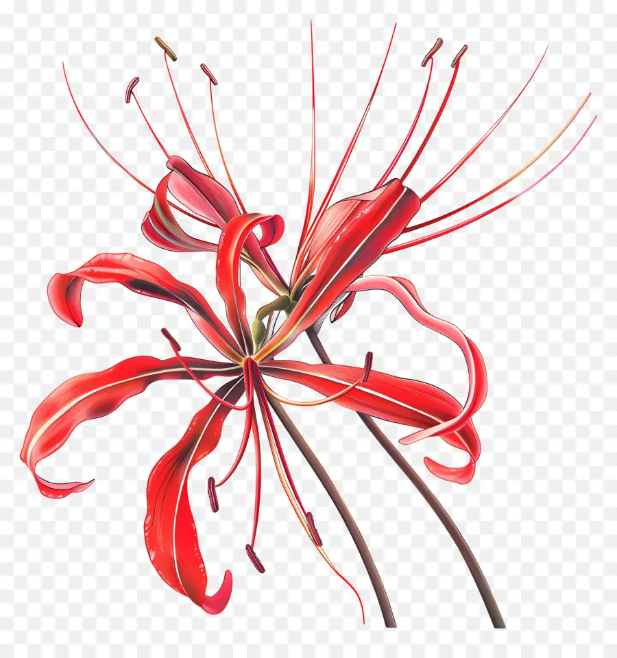 Lily Spider，Fleur Rouge PNG