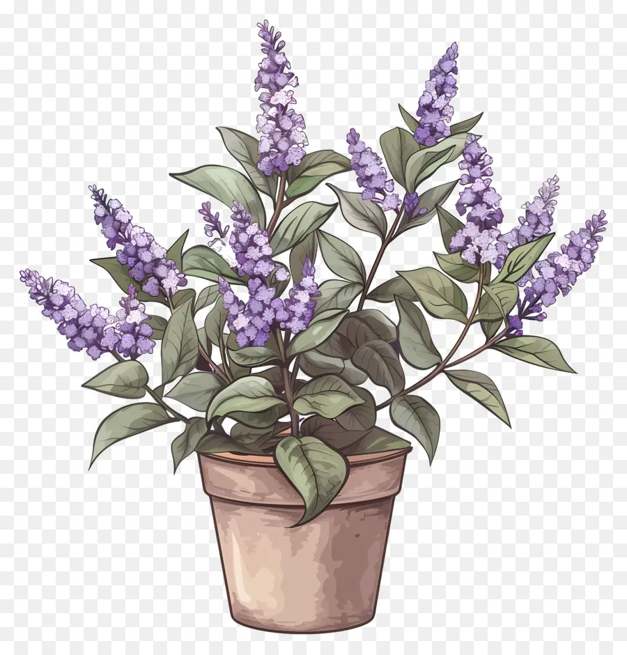 Fleurs Lilas，Plante En Pot PNG