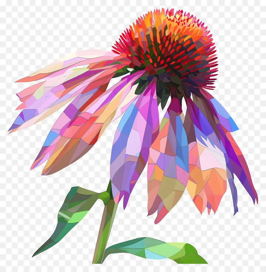 Numérique Fleur，L'échinacée PNG