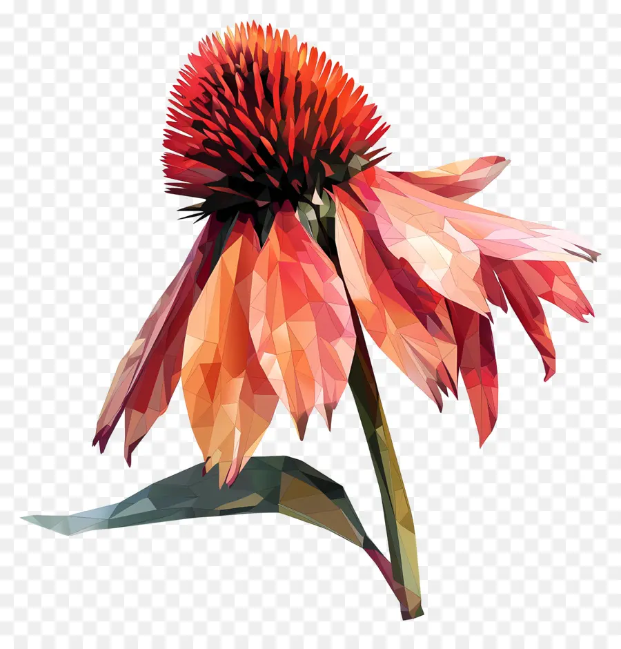 Numérique Fleur，Fleur De Cône PNG