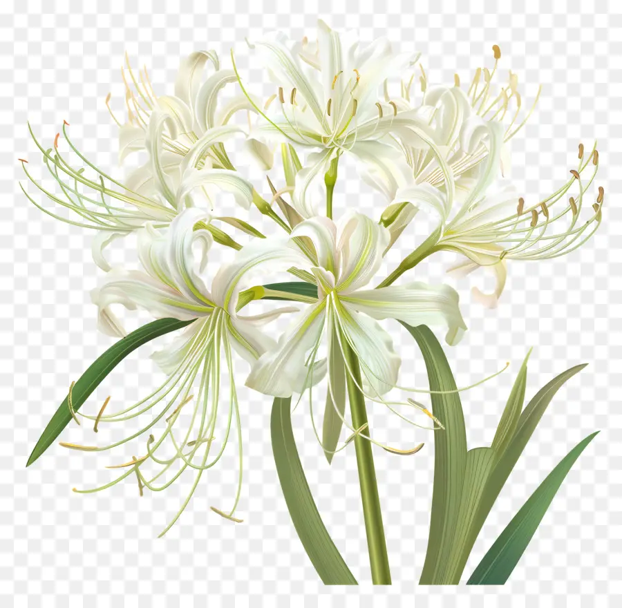 Lily Spider，Lys Blancs PNG