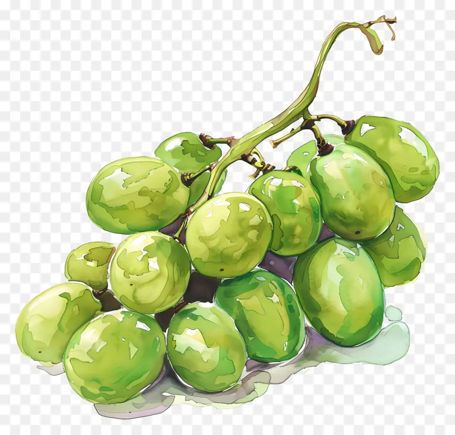 Raisins Verts，Peinture à L'aquarelle PNG