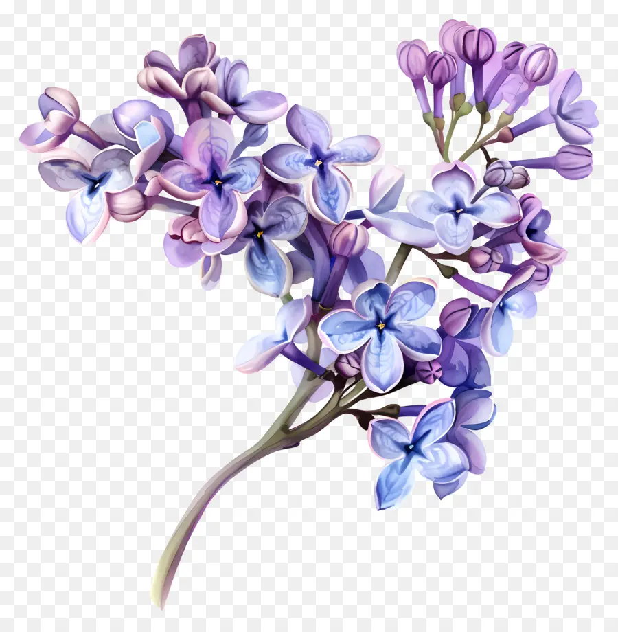 Fleurs Lilas，Les Lilas PNG