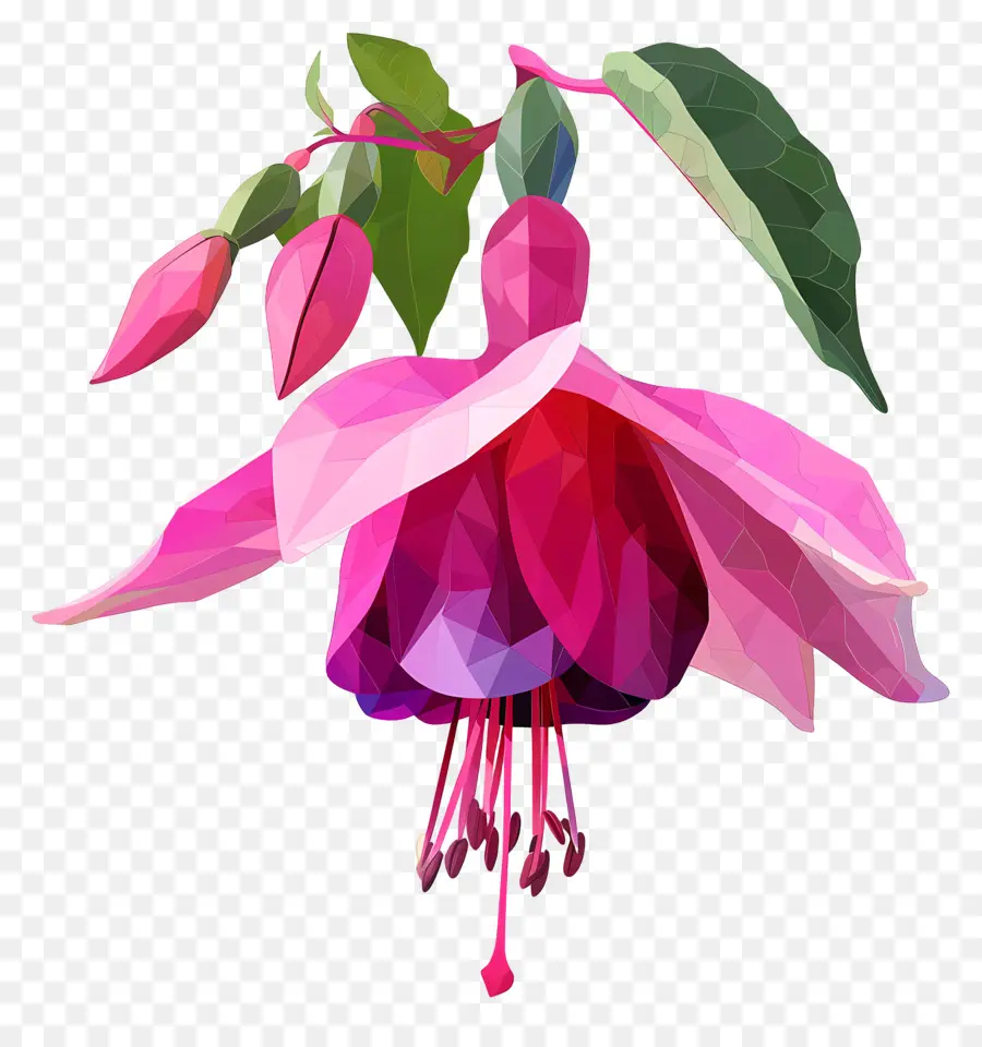 Numérique Fleur，Fuchsia Fleur PNG