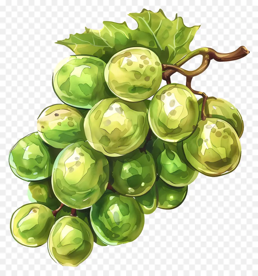 Raisins Verts，Mûres PNG