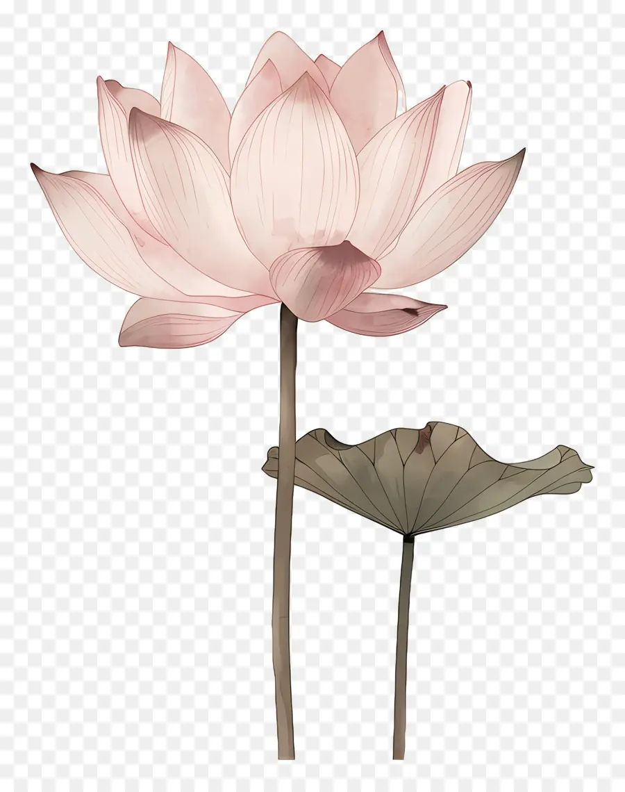 Lotus，Fleur De Lotus PNG