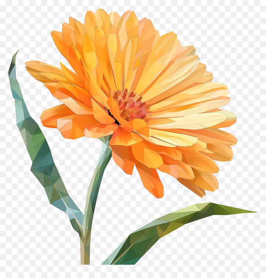 Numérique Fleur，Fleur De Cactus Orange PNG