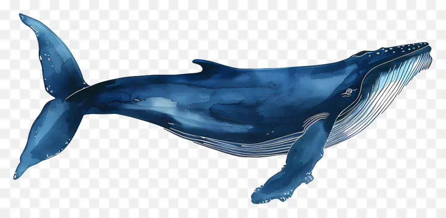 Baleine Bleue，La Vie Marine PNG