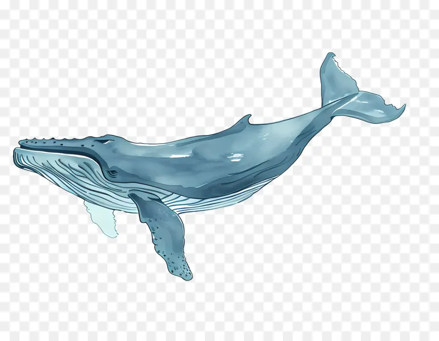 Baleine Bleue，La Vie Marine PNG