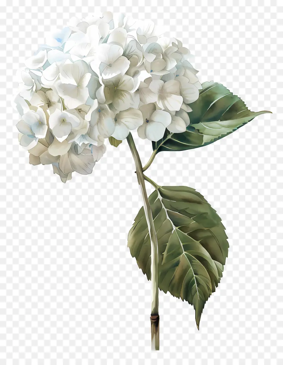 Hortensia Blanc，Fleur D'hibiscus PNG