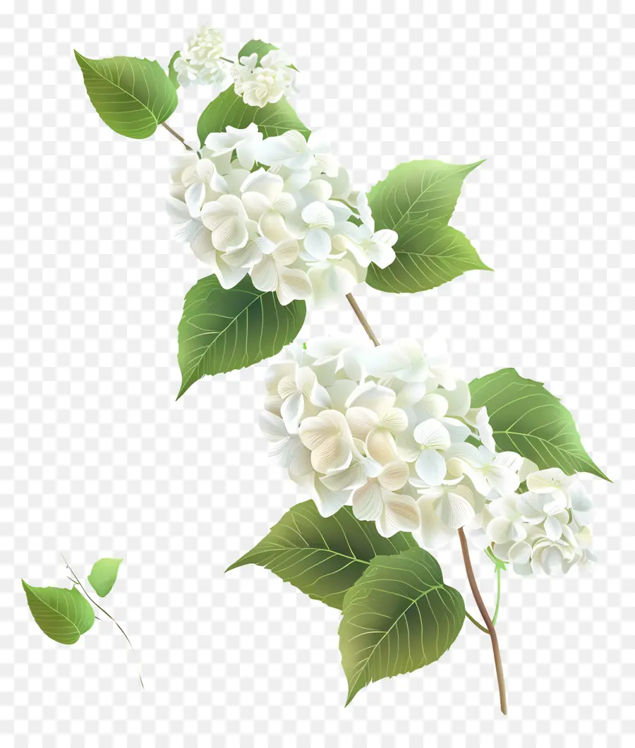 Hortensia Blanc，Fleurs Blanches PNG