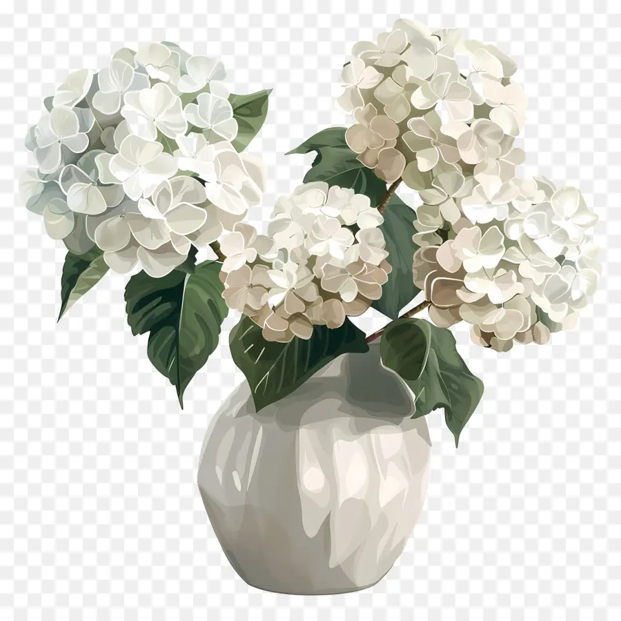 Hortensia Blanc，Hortensias PNG