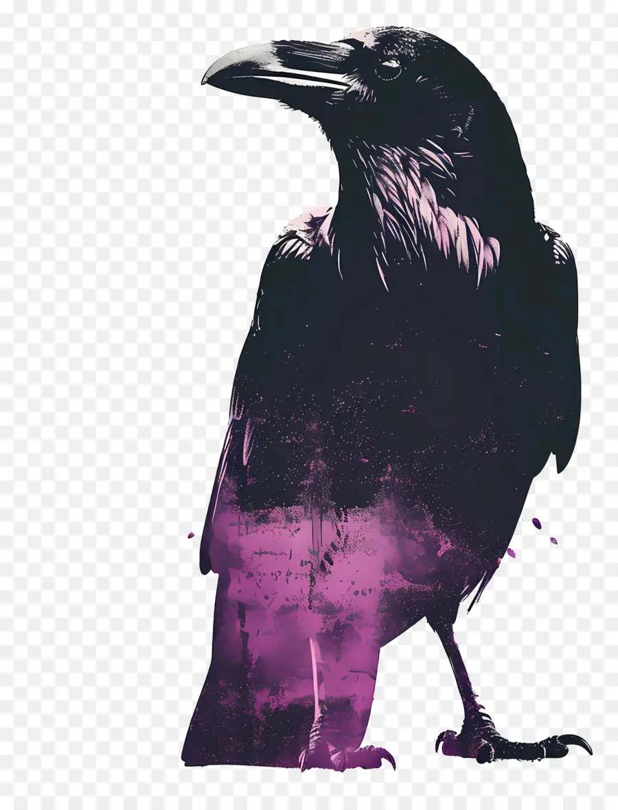 Raven，Silhouette PNG