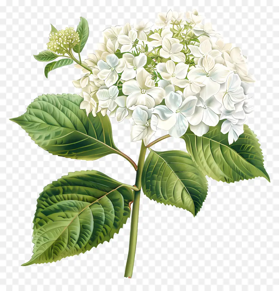 Hortensia Blanc，Fleur Blanche PNG