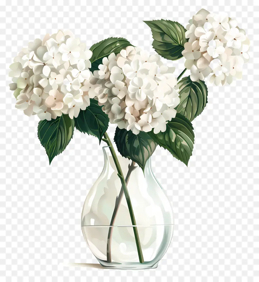 Hortensia Blanc，Vase En Verre Transparent PNG