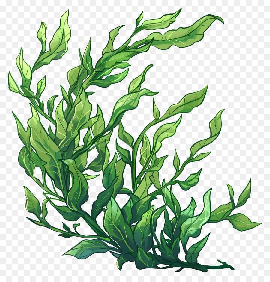 Les Algues，Plante Verte Feuillue PNG