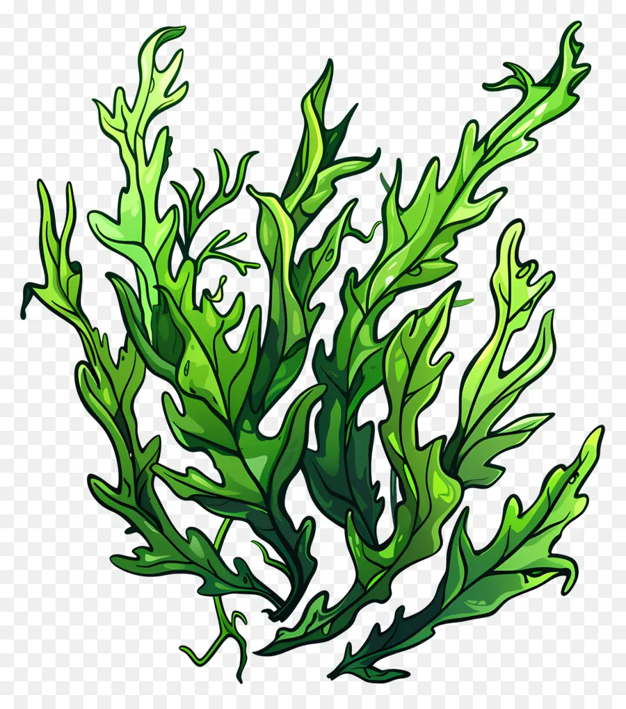 Algues Sous Marines，Plante Verte PNG