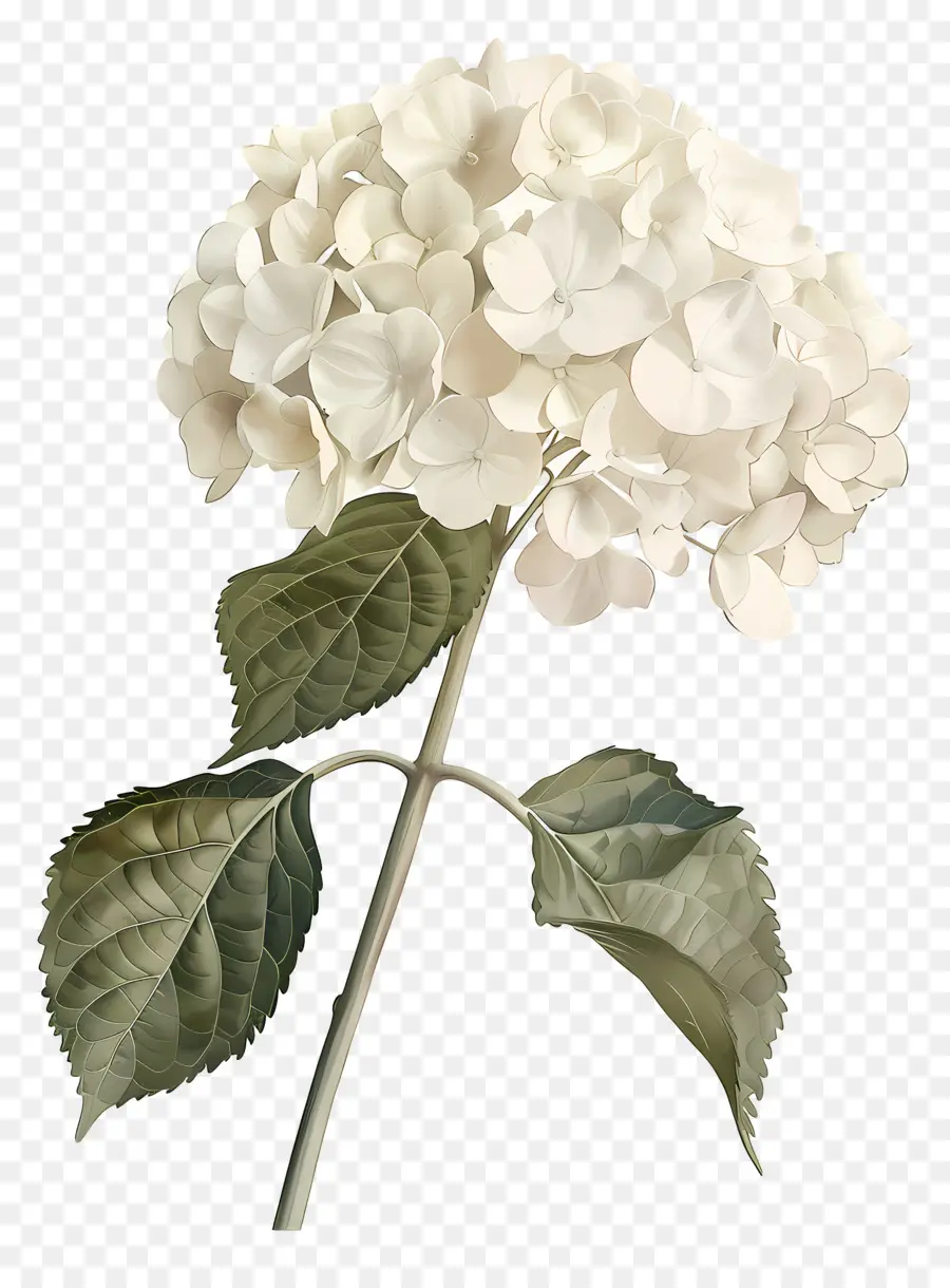 Hortensia Blanc，Hortensia PNG