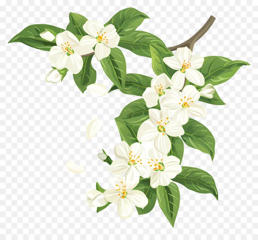 Fleurs De Jasmin Blanc，Fleurs Blanches PNG