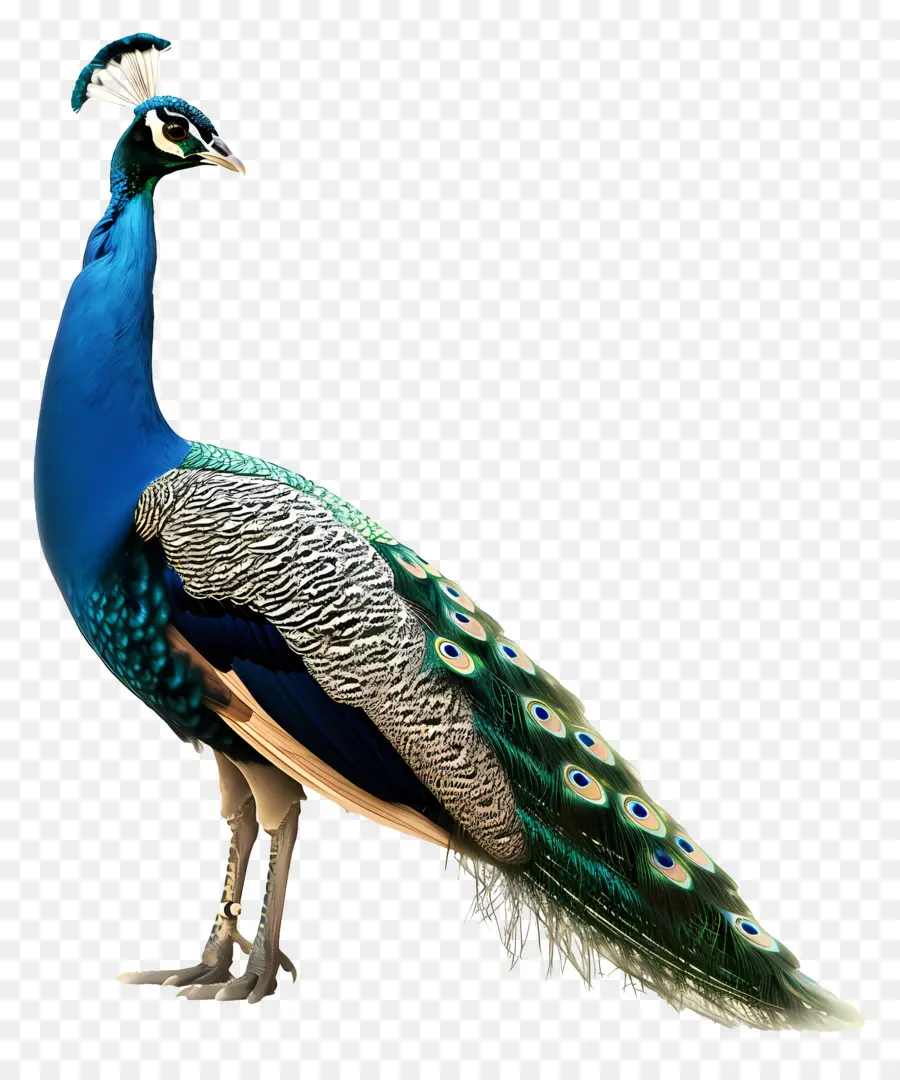 Paon，Oiseau PNG