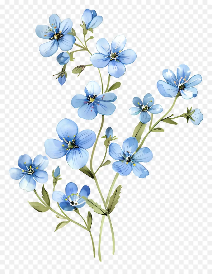 Fleurs Bleues，Oubliez Moi Pas Des Fleurs PNG