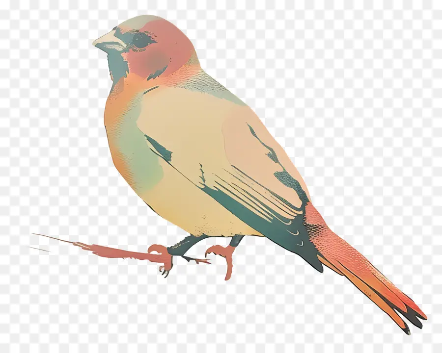 Oiseau，Oiseau Orange PNG