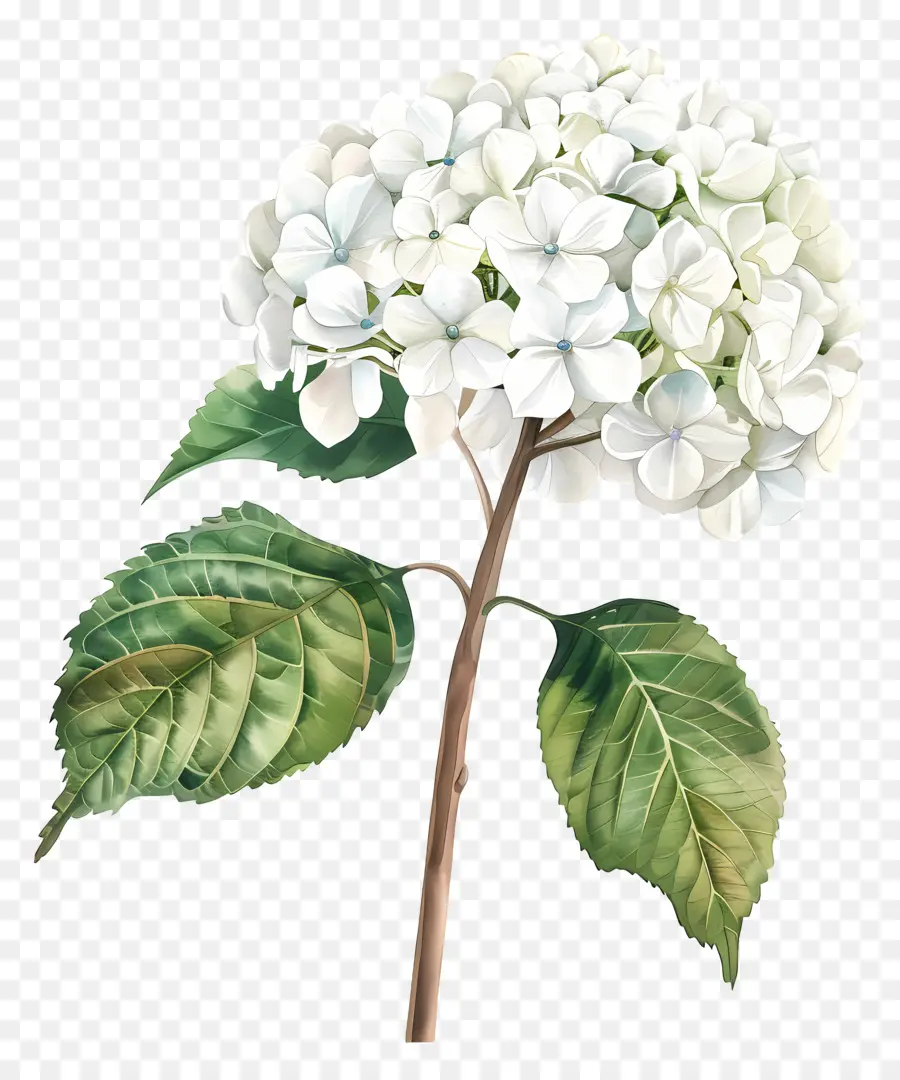 Hortensia Blanc，Fleur D'incendie Blanche PNG