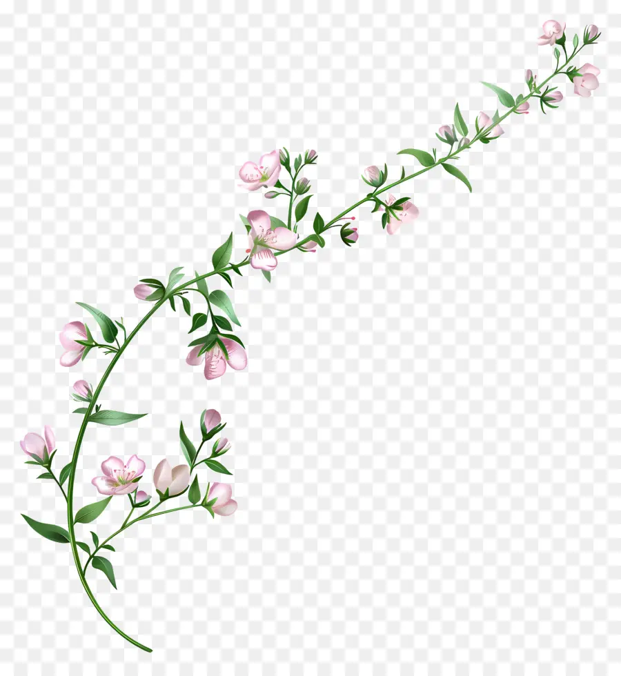 Fleurs Roses，Branche PNG