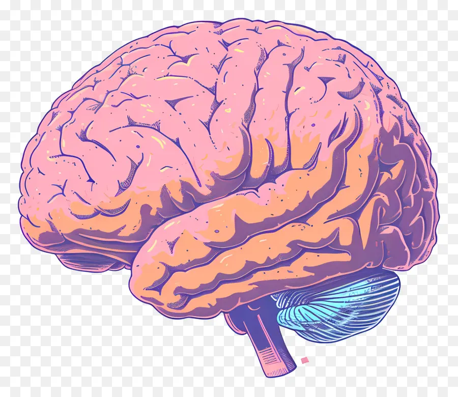 Cerveau，Hémisphère Gauche PNG