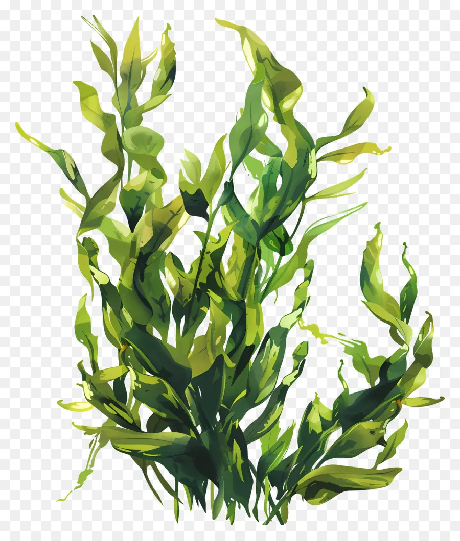 Les Algues，Plantes Vertes PNG