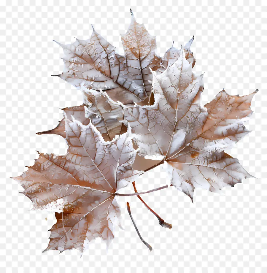 Feuilles，Le Gel PNG