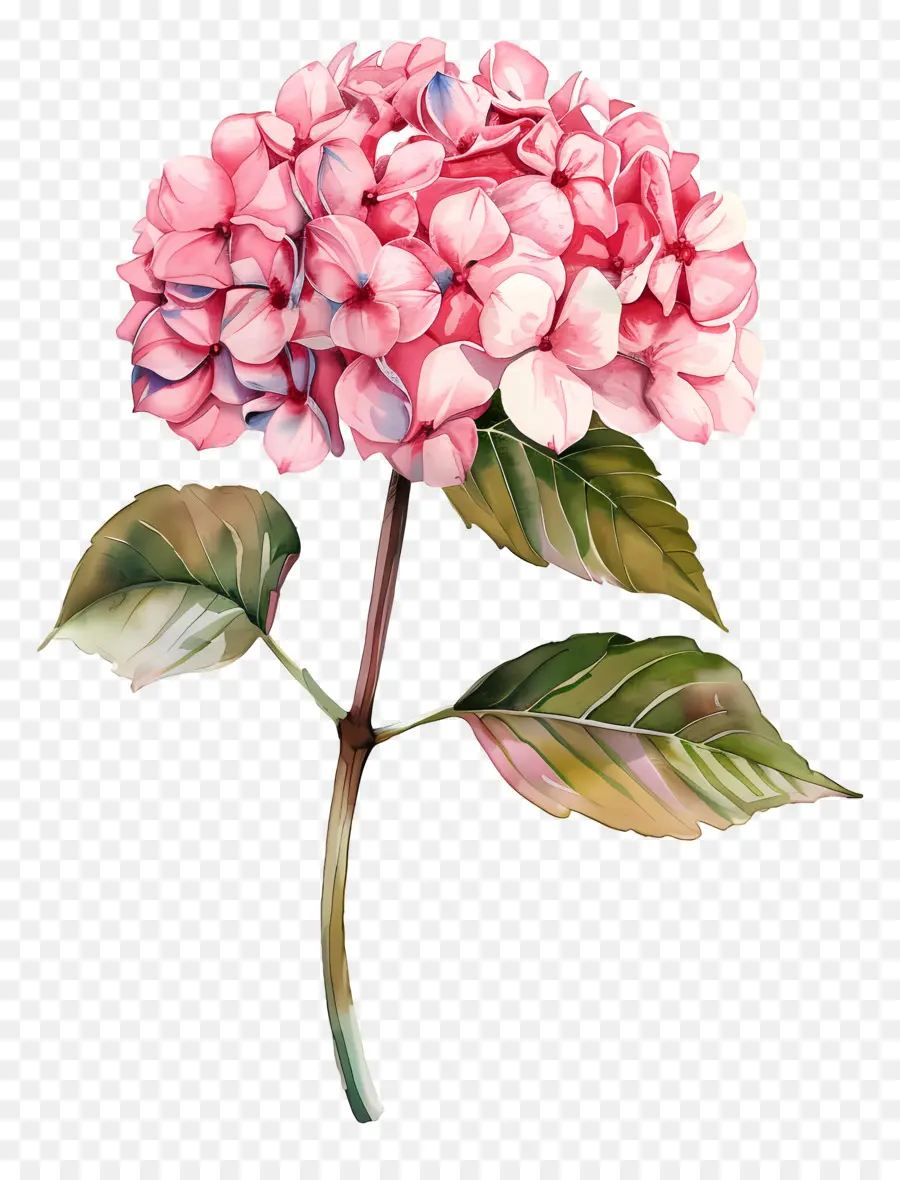 Rose Hortensia，Fleur Rose PNG