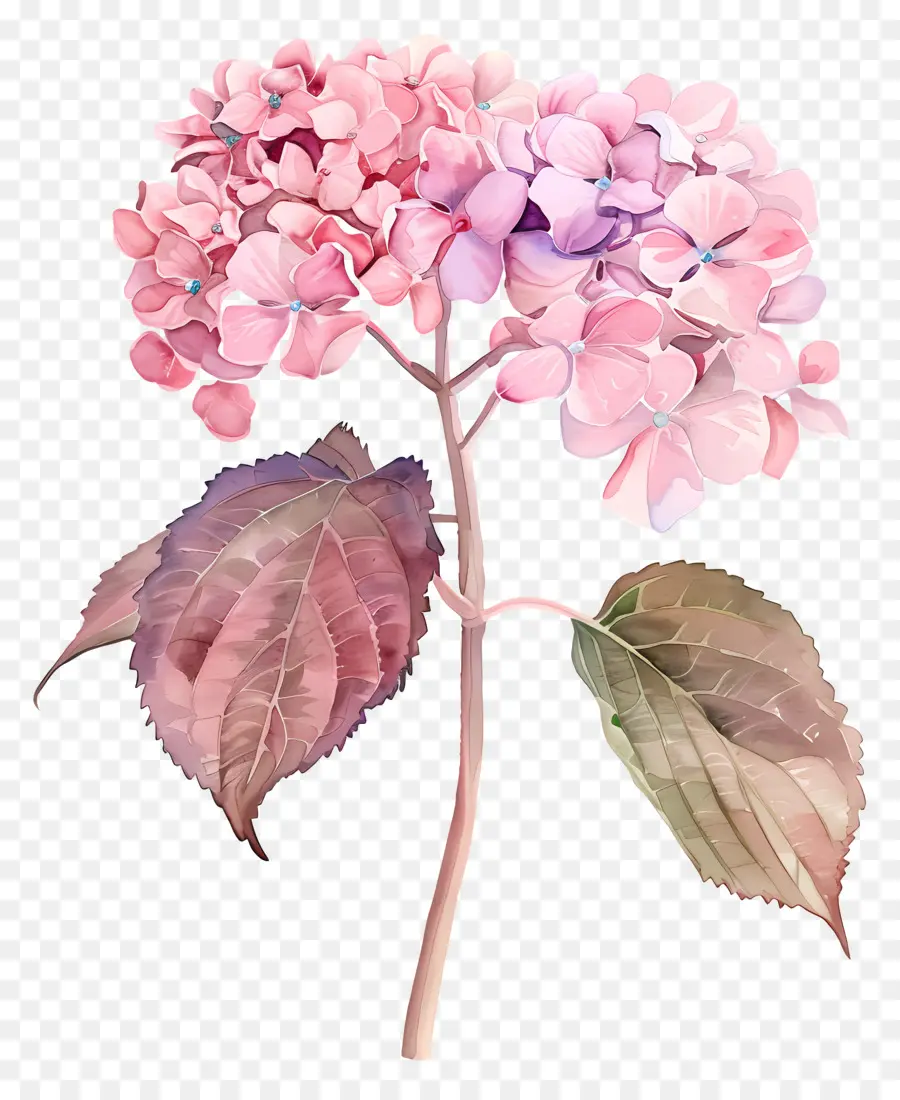 Rose Hortensia，Fleur Rose PNG