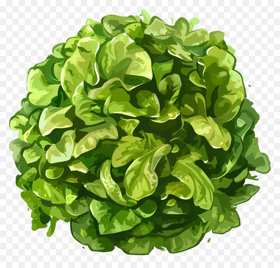 Légumes，Salade Verte PNG