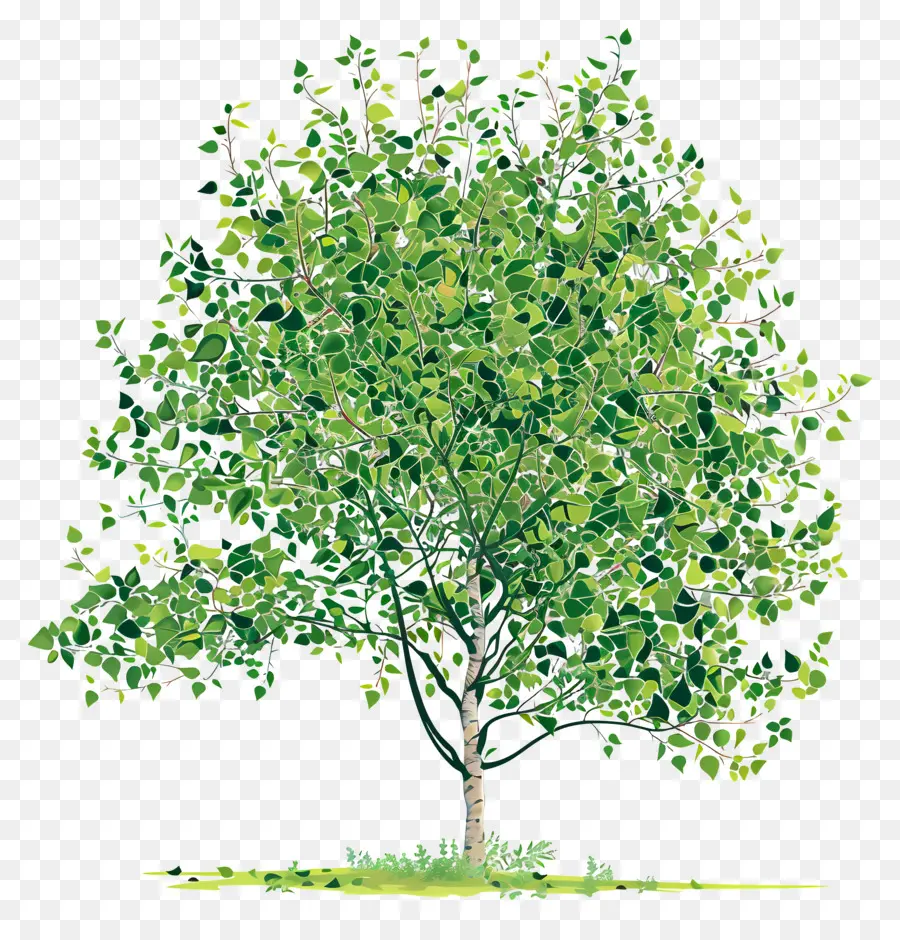 Arbre Peepal，Le Bois De L'arbre PNG