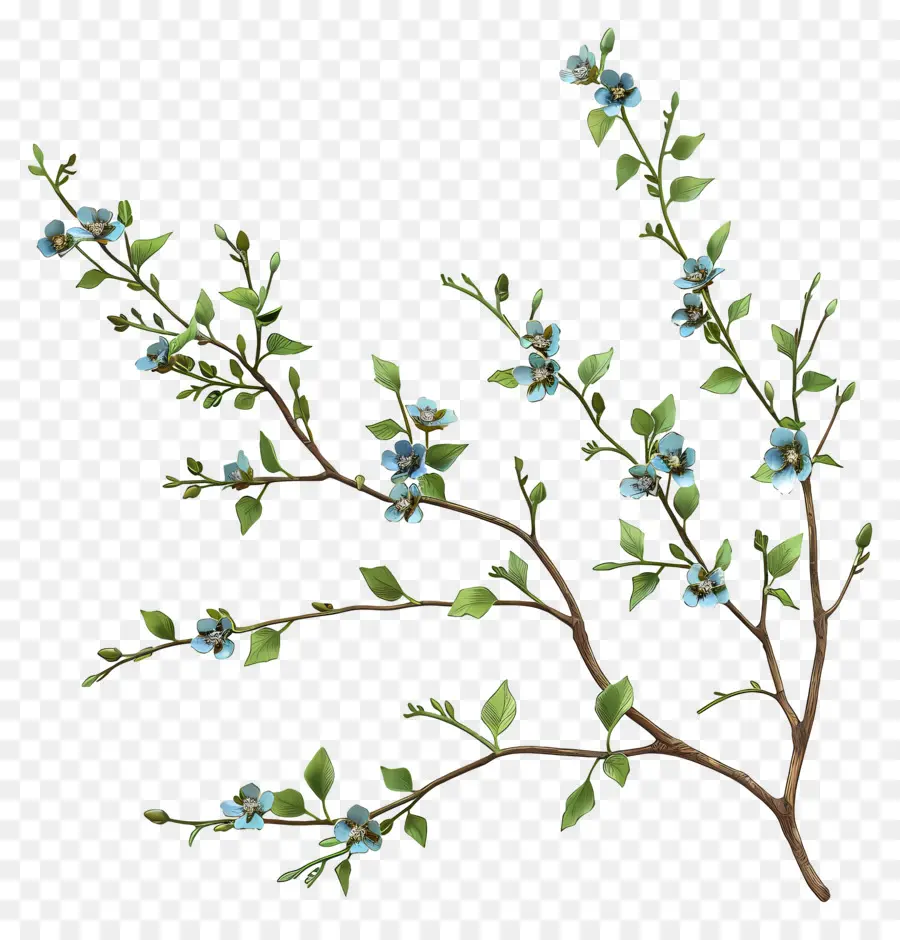 Fleurs Bleues，Branche PNG