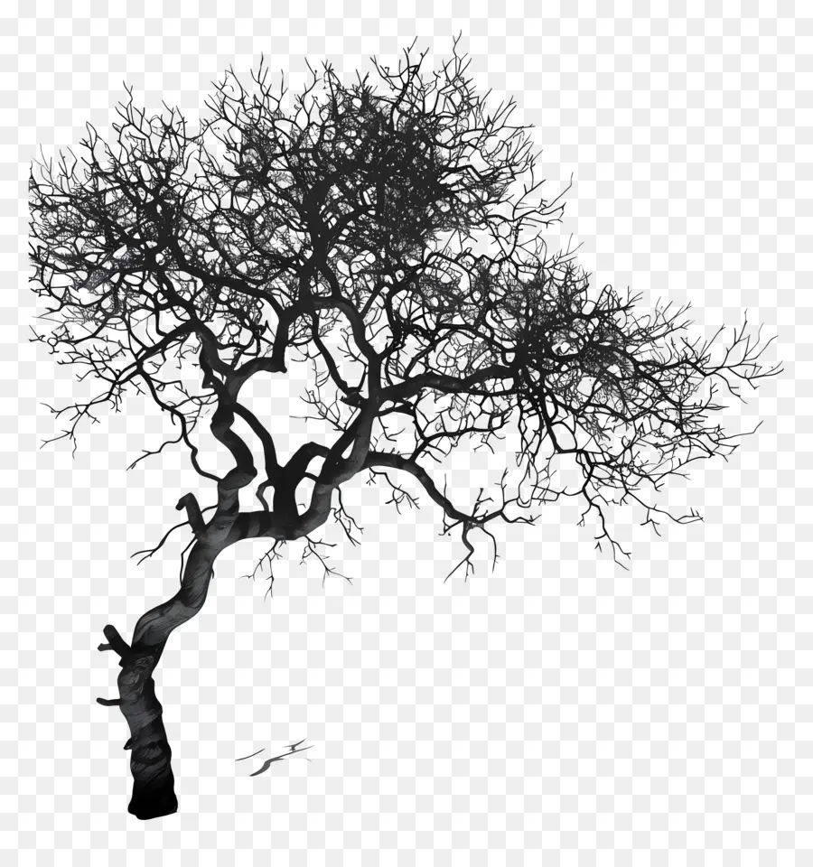 Ombre De L'arbre，L'arbre Noir PNG