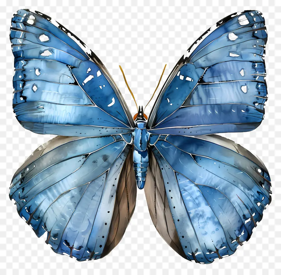 Papillon Bleu，Papillon PNG