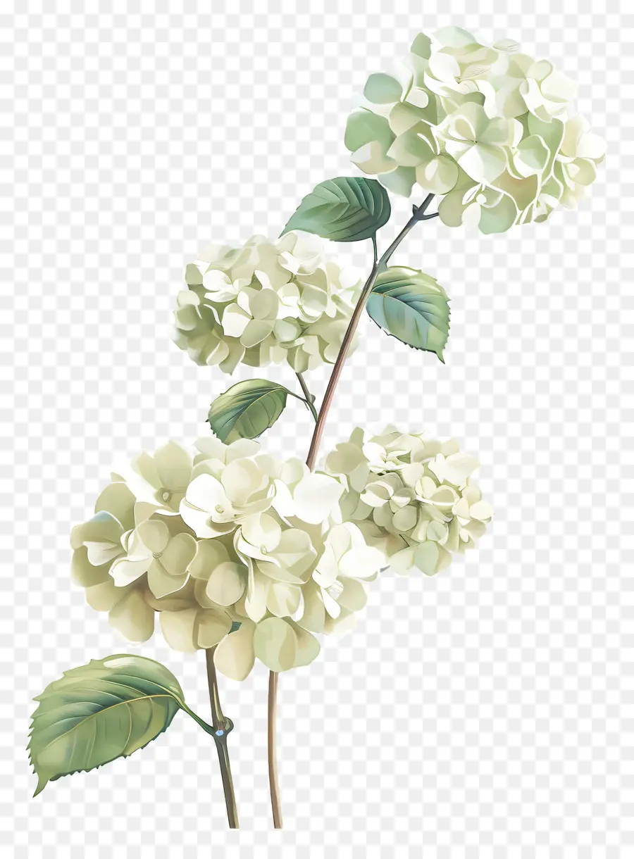 Hortensia Blanc，Bouquet PNG