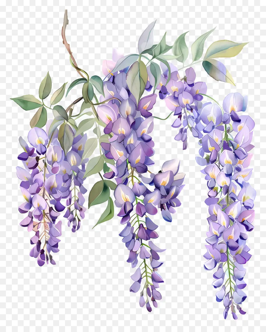 Fleur De Glycine，Aquarelle Wisteria PNG