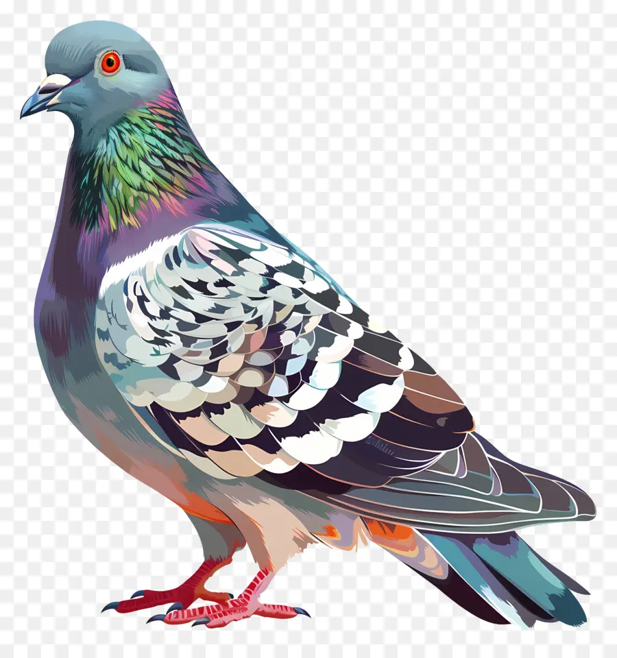 Pigeon，Dovecot PNG