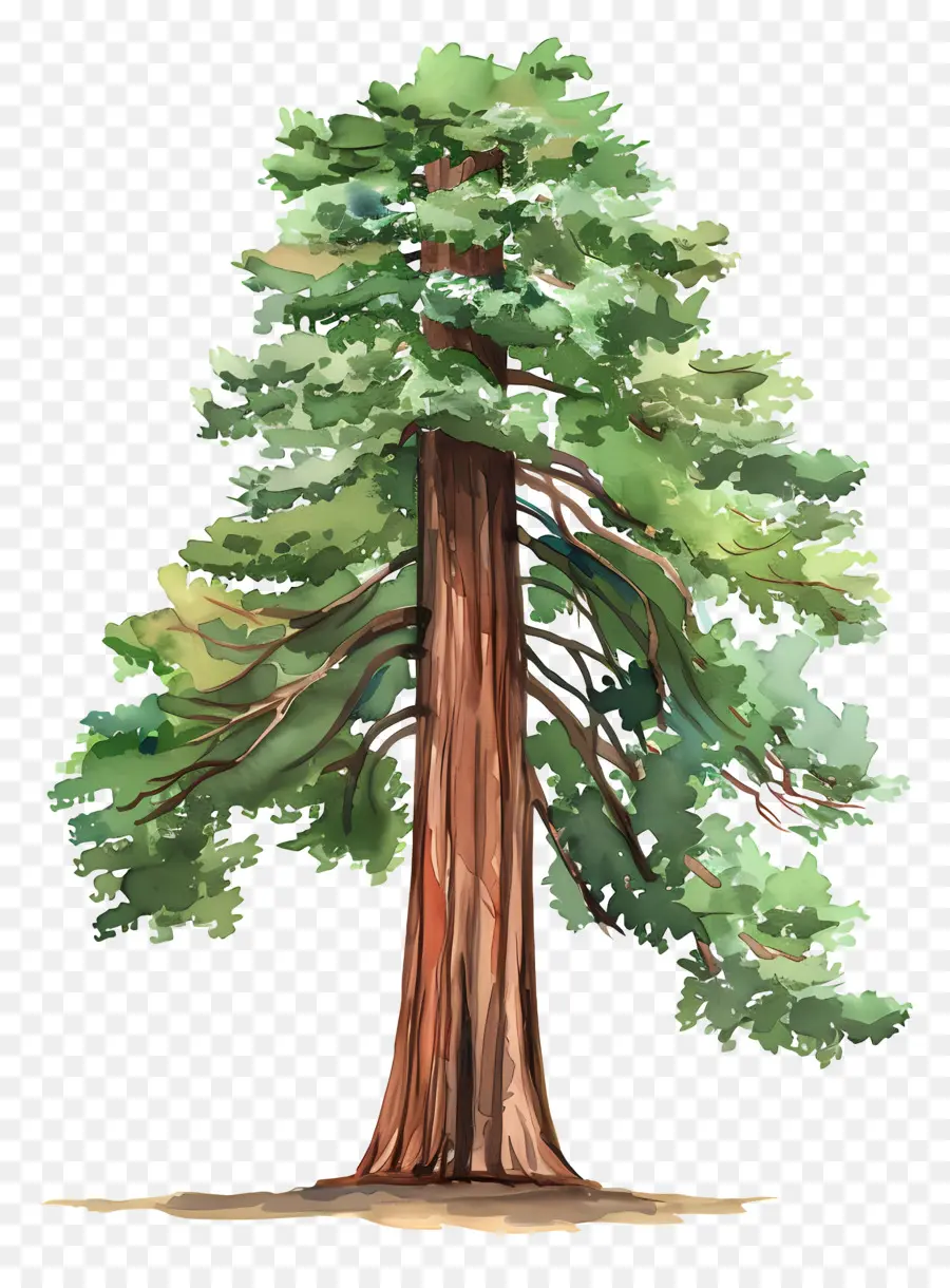 Séquoia，Séquoia Géant PNG